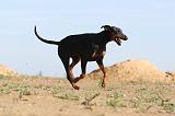 DOBERMANN 637